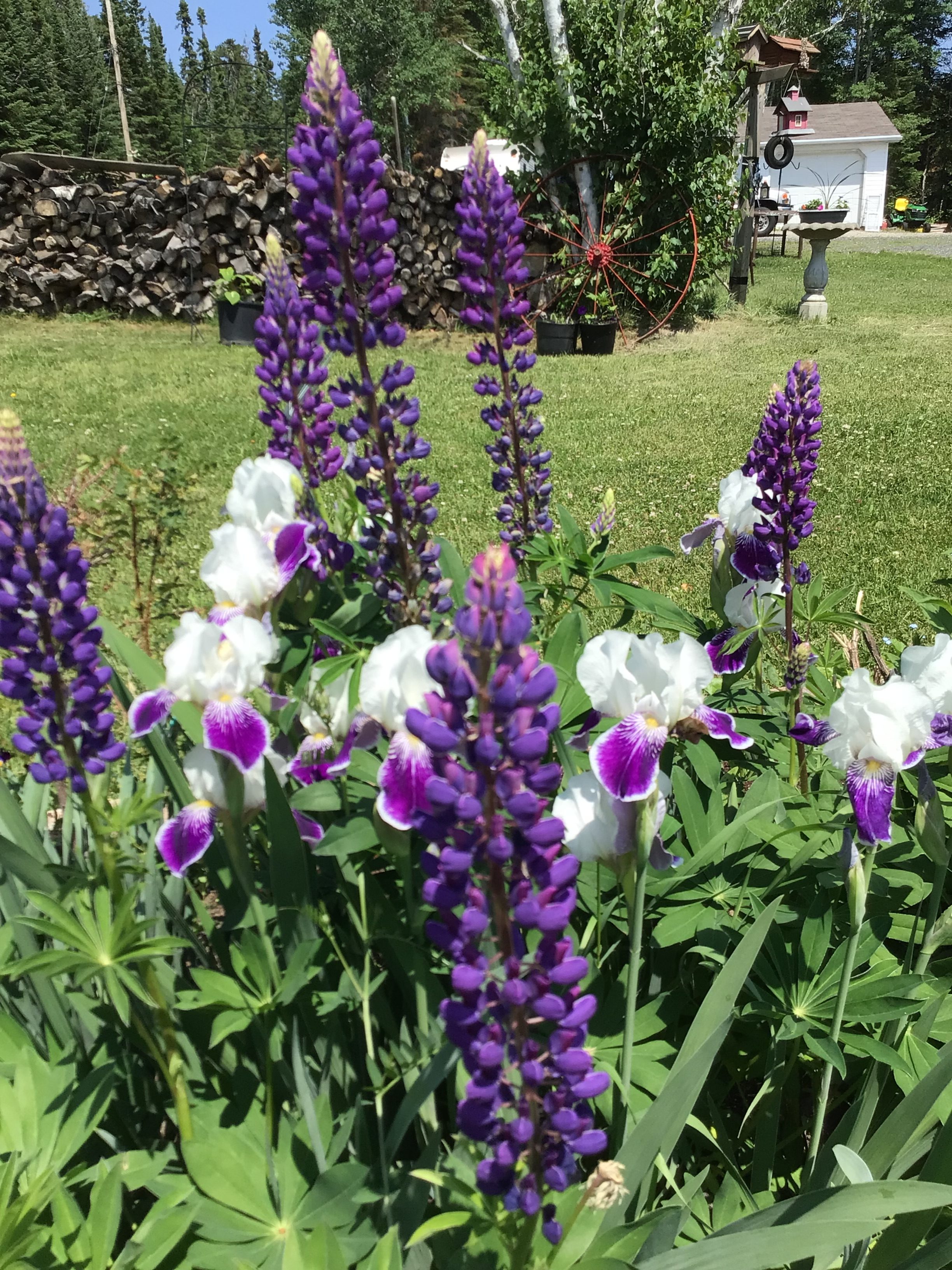 Lupins and irises.