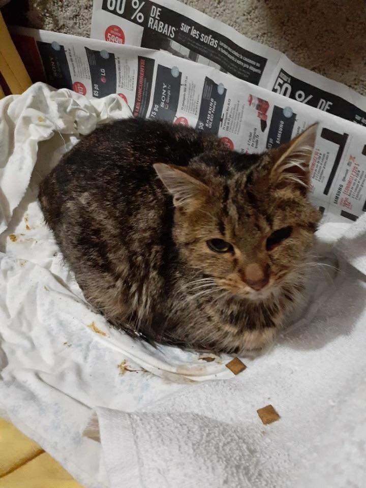A cat named Truffles part of Ottawa’s Cat Rescue Network in need of a home. According to the agency, Truffles is one of many cats abandoned during Quebec’s Moving Day.