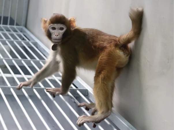 Retro the monkey was born from a surrogate mother implanted with a cloned cell.