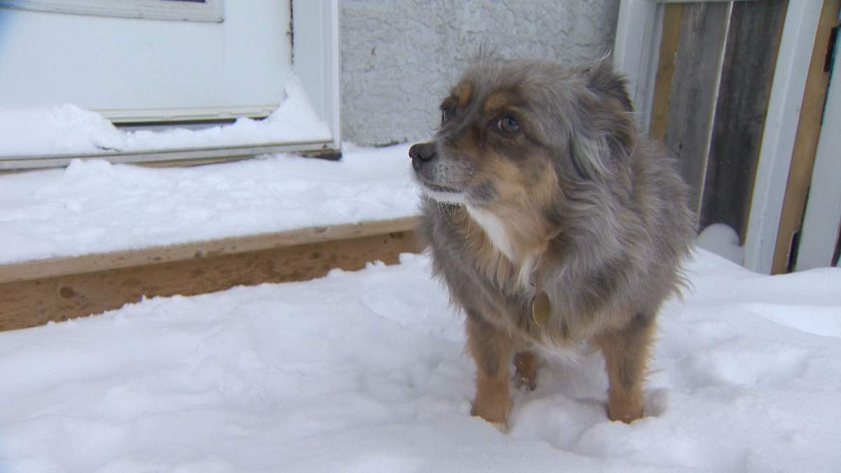 The City of Calgary Animal Services is reminding pet owners to take care of their furry friends during the extreme cold that's currently enveloped much of the city and province.
