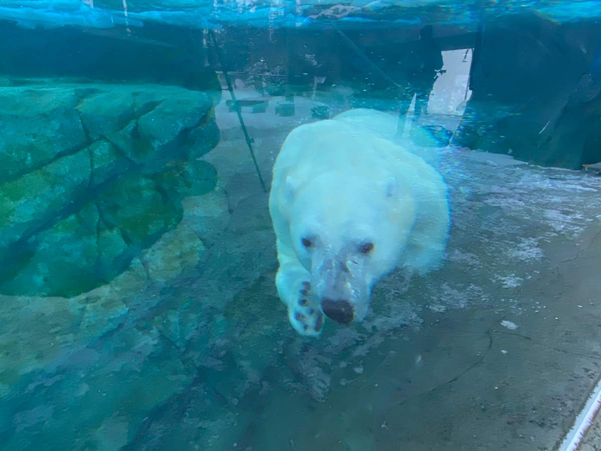 Baffin the polar bear takes a swim at the Calgary Zoo on Jan. 11, 2024.