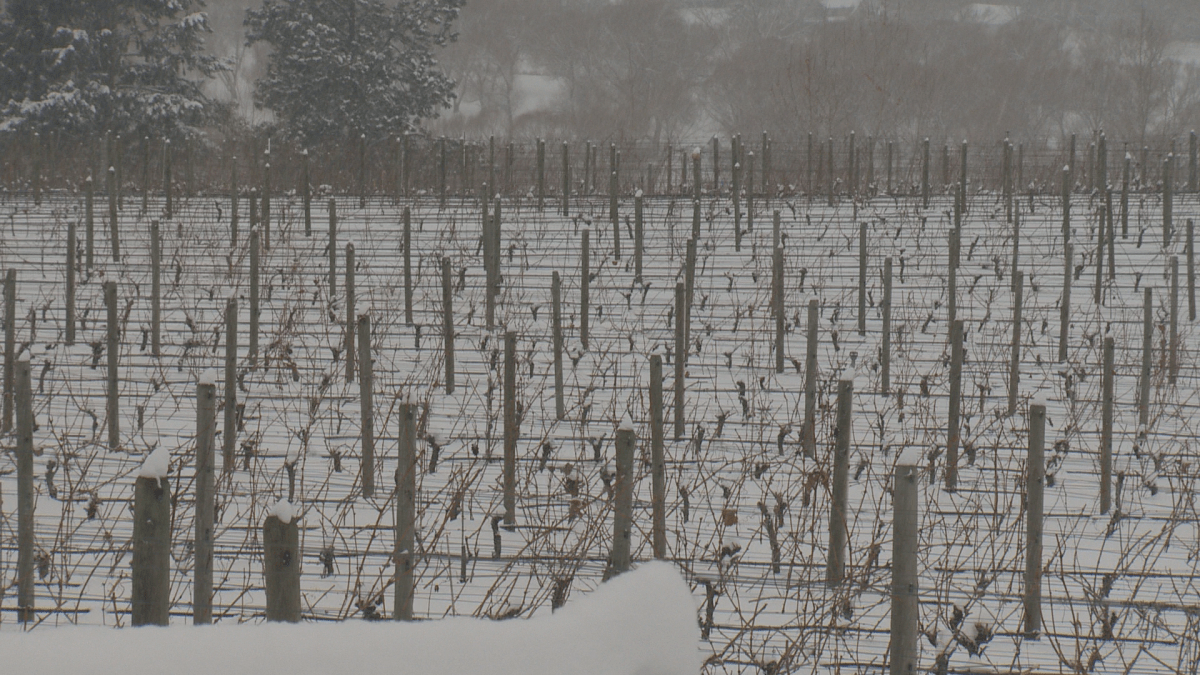 Although it is too early to tell exactly how much may have been lost following an extreme cold snap last week, local wineries are prepared for the worst. 