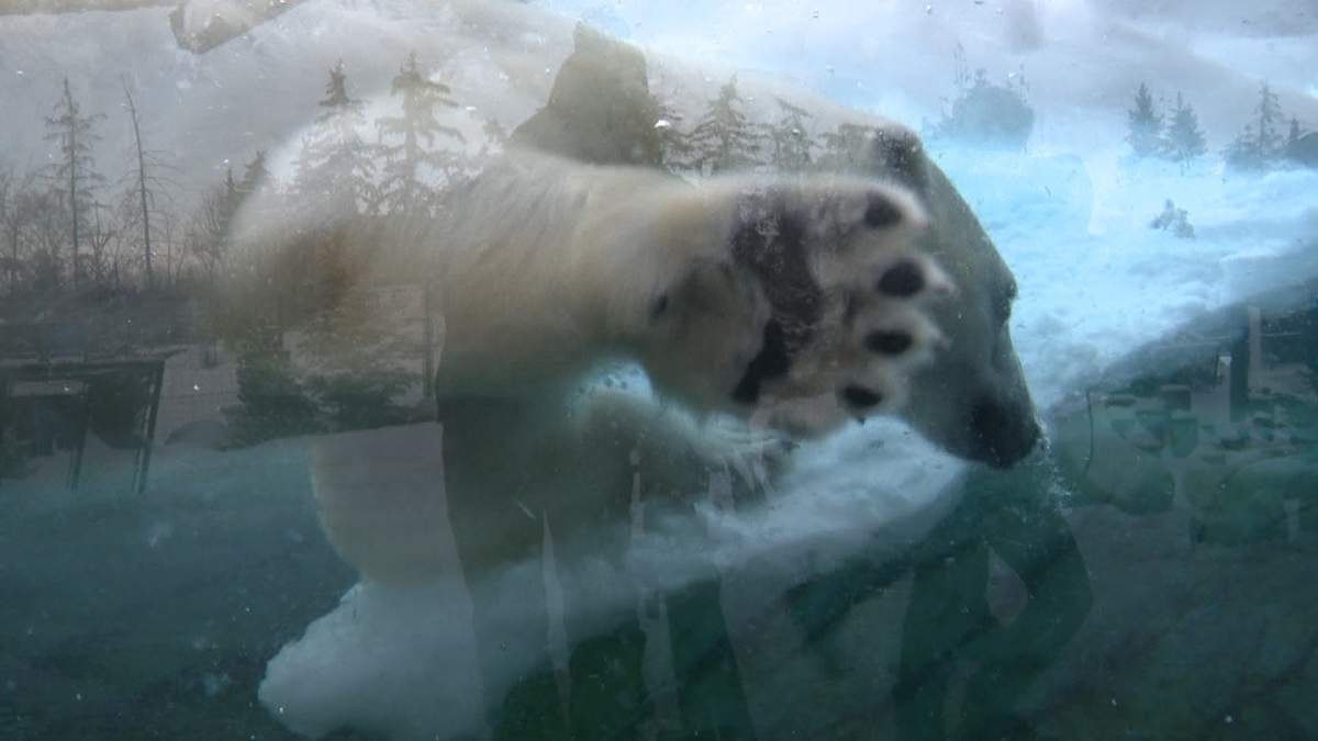 Baffin the polar bear takes a swim at the Calgary Zoo on Jan. 11, 2024.