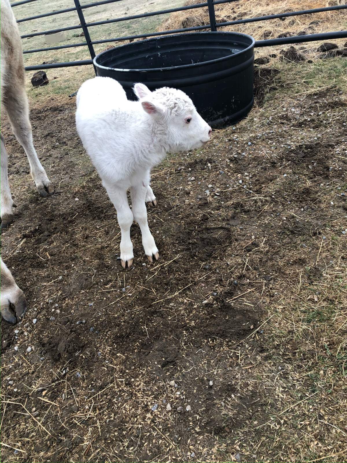 Kona Kokomi-kisomm, a rare white baby buffalo was born in May 2021