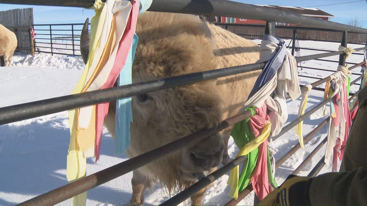 Ribbons left by visitors at the White Buffalo Trading Post on Siksika First Nation, AB