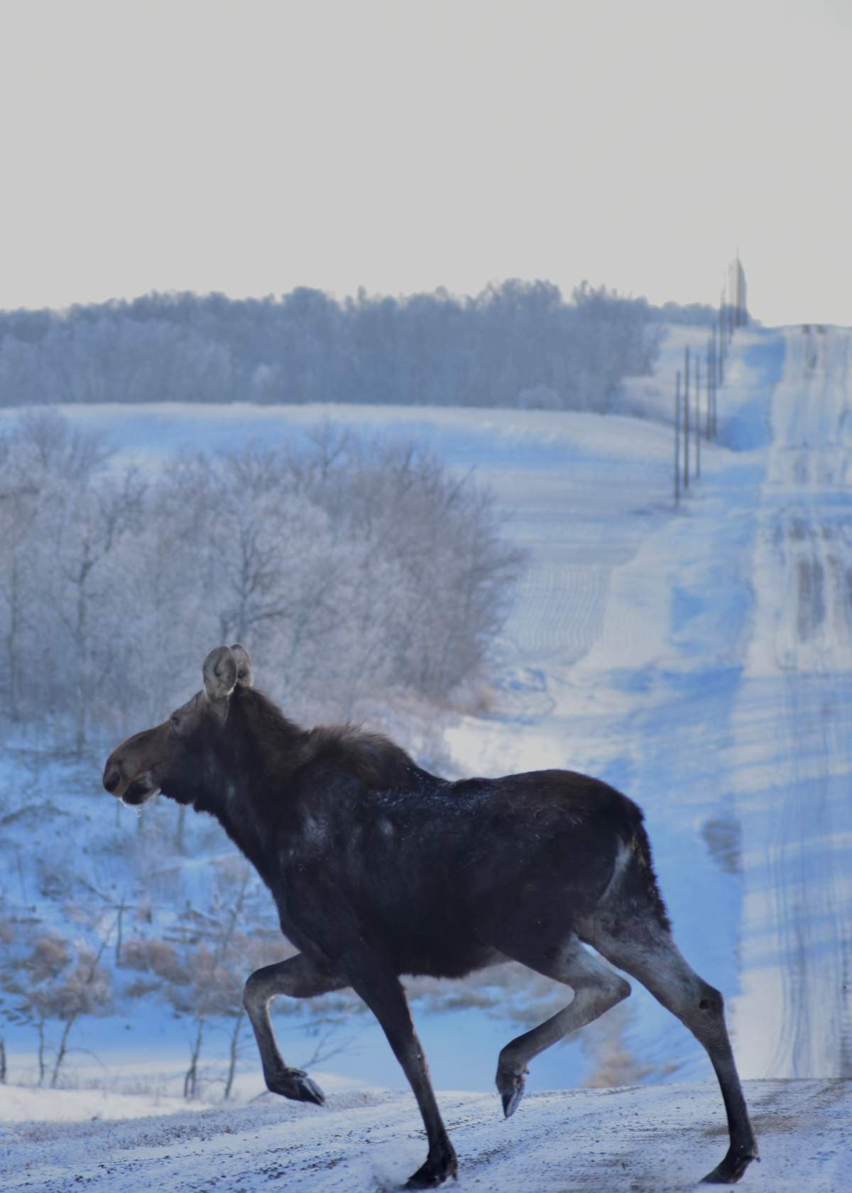 The Your Saskatchewan photo of the day for Jan. 31 was taken by Tammy Anderson near Cudworth.