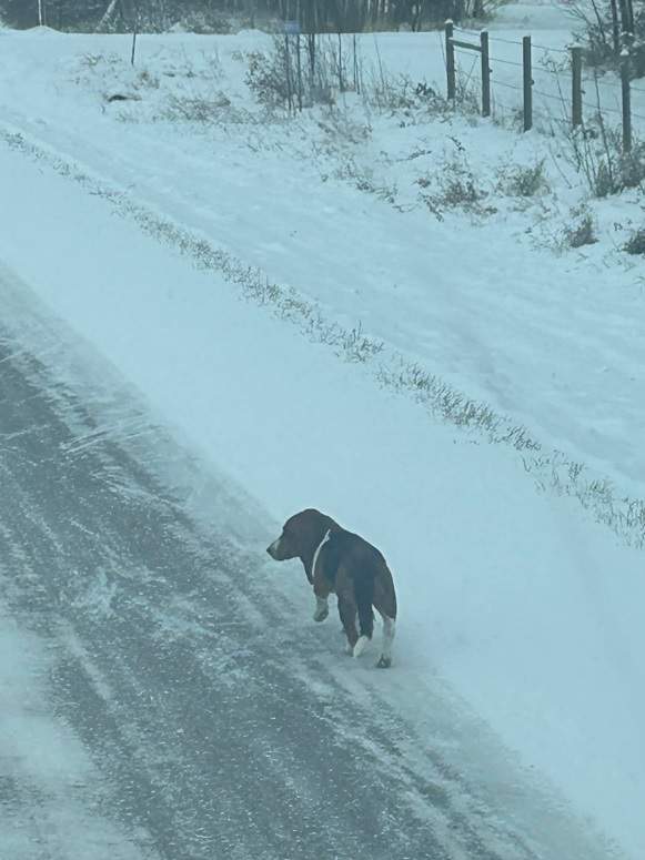 Basset hound Gus on the loose near Beaumont, Alta., just before he was found after a week in the cold.