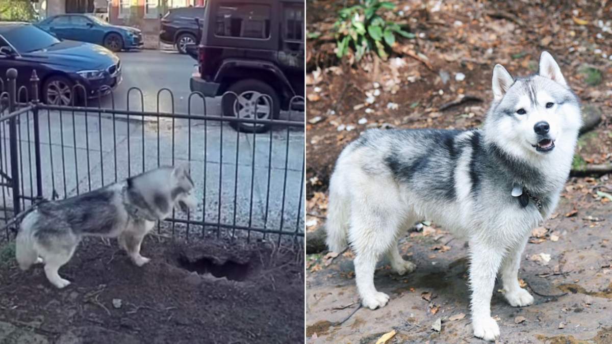 A split image. On the left, Kobe stands in front of a hole in the ground. On the right, Kobe is posed for a photo on a sidewalk.