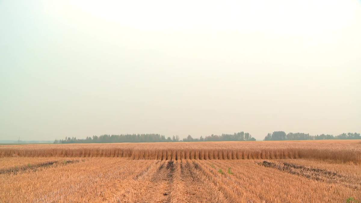 A dry Alberta farmer's field.