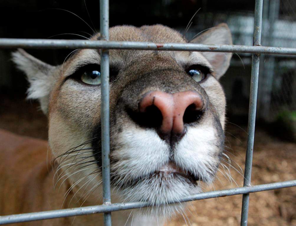 Cougar