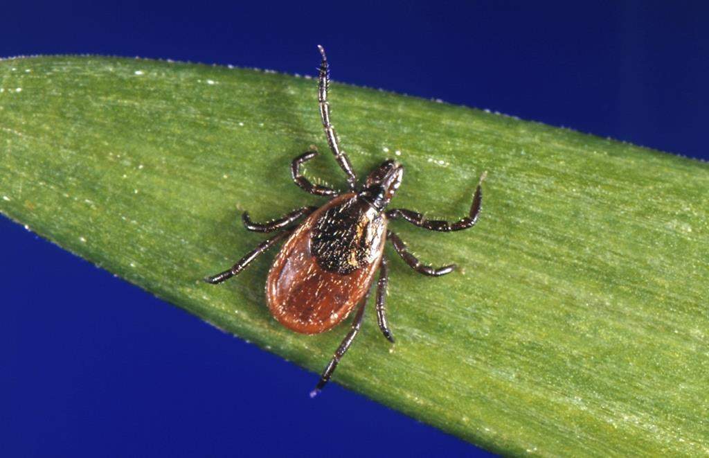 Researchers at Simon Fraser University have discovered that ant pheromones may be the key to warding off ticks.