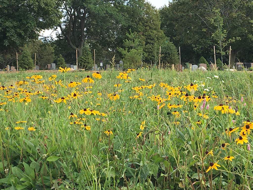 Willow's Rest Green Burial field with flowers