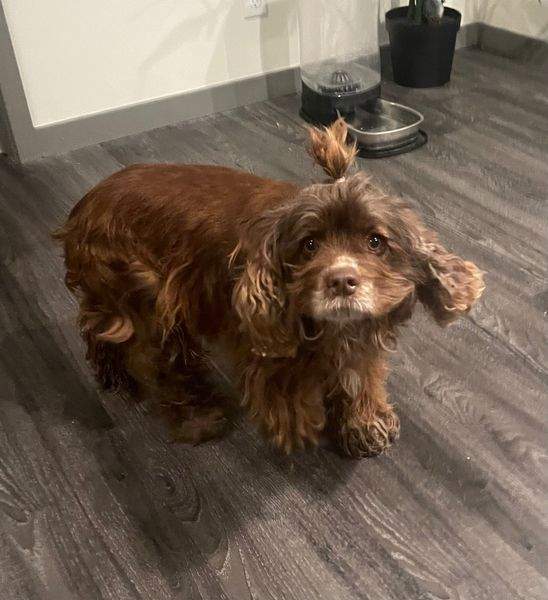 Young female spaniel found in Sherwood Park on Monday, Jan. 29, 2024.