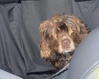 Young female spaniel found in Sherwood Park on Monday, Jan. 29, 2024.