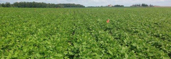 The University of Guelph received gifts from the Ontario Bean Growers and an anonymous $2 million donation to support the hiring of three vacant positions at the Ridgetown campus.