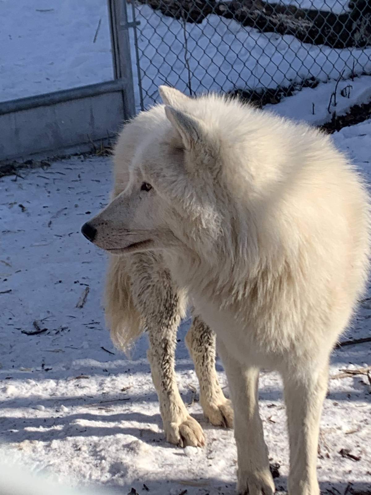 Arctic wolf, new to Edmonton Valley Zoo. February 2024.