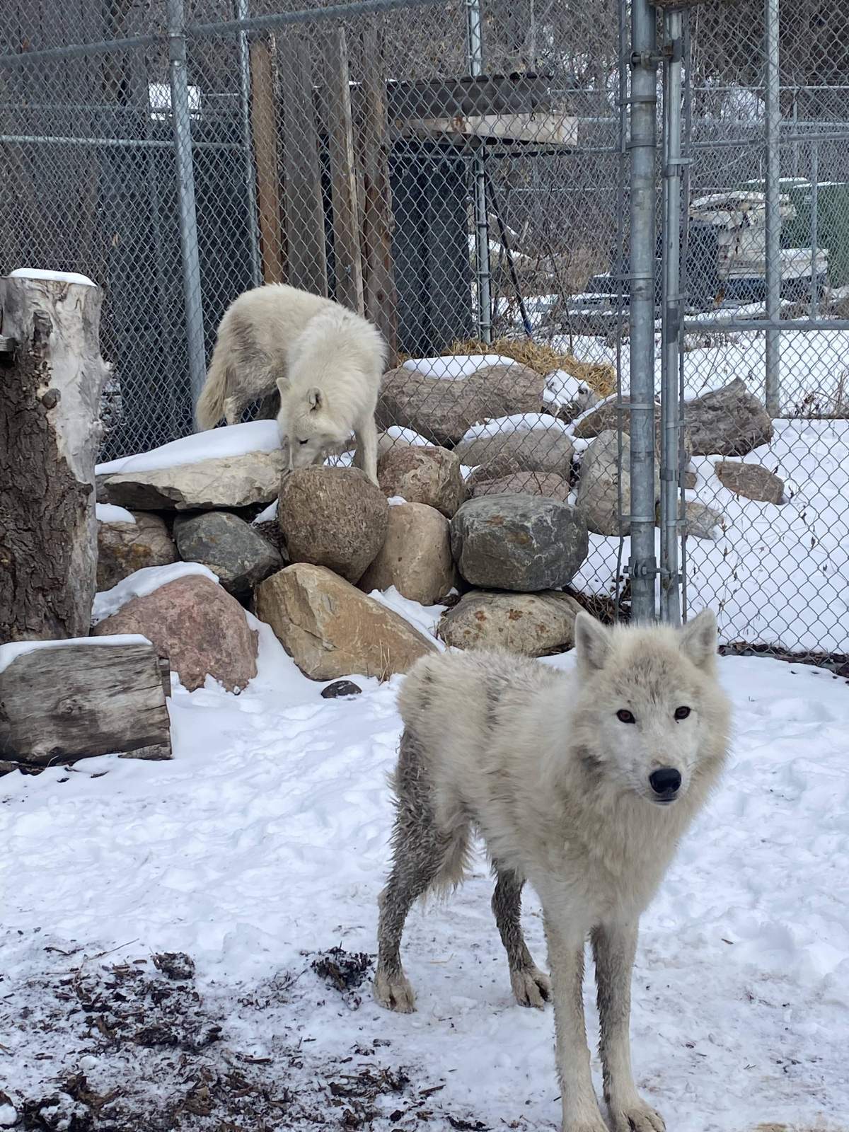 Arctic wolves edmonton