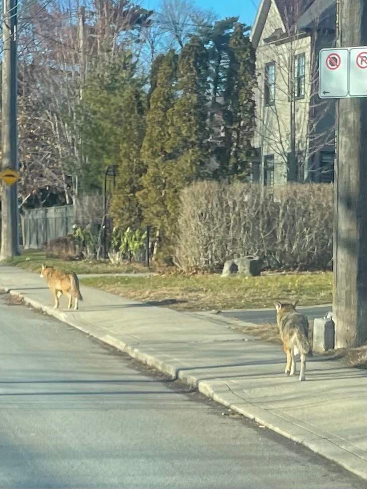 Residents of a southeastern neighbourhood in Oakville, Ont. say coyote sightings on their streets are fairly regular in their community.