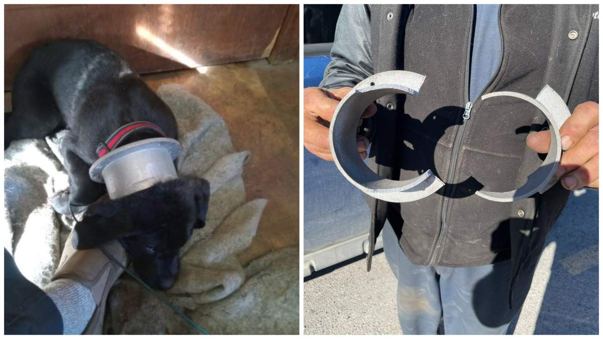 Napanee fire fighters had a rescue call close to home when a dog got its head stuck in an exhaust pipe at the Napanee fire station.