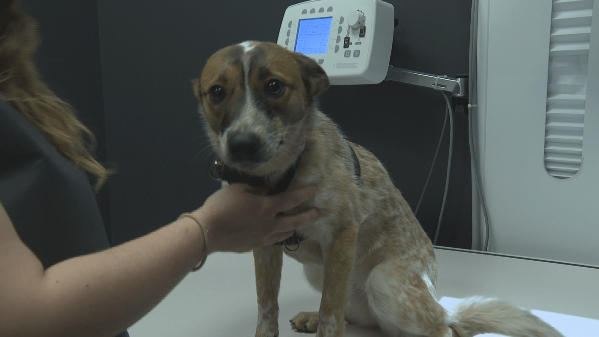 Pets can be seen at the Quispamsis Urgent Care and Walk-In Clinic in the event they can’t get into their vet or don’t have one.