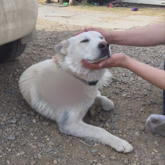 Jasmin Wenarchuk with Running Wild Rescue says a lot of rural Saskatchewan is struggling with stray dogs.