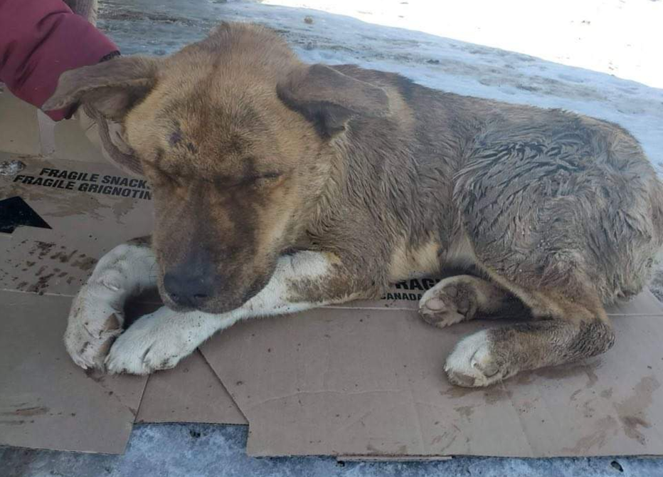 One of the many dogs Jasmin Wenarchuk has rescued in rural parts of Saskatchewan.