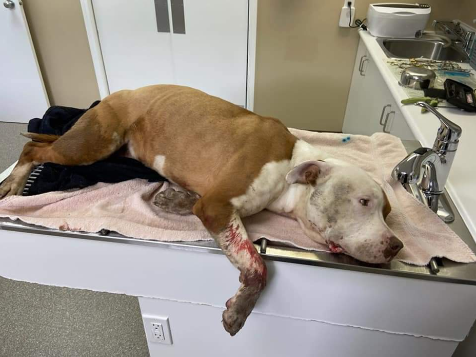 One of the many dogs Jasmin Wenarchuk has rescued in rural parts of Saskatchewan.