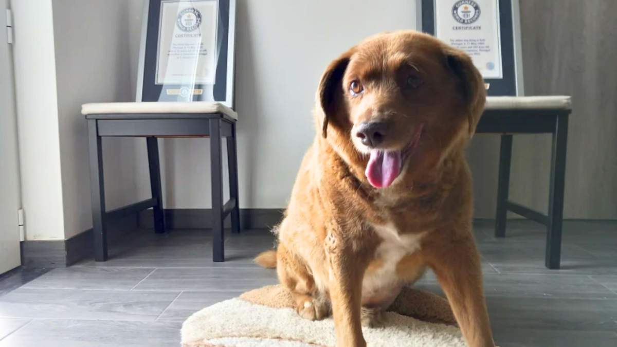 Bobi in front of two Guinness World Records plaques.