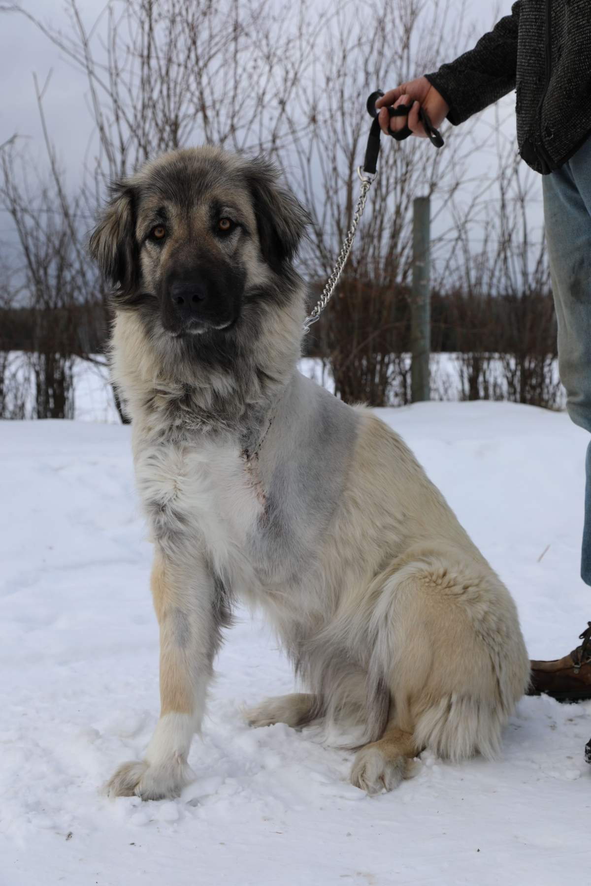 Pearl had to have her leg amputated after she got caught in a leg hold trap near her home.