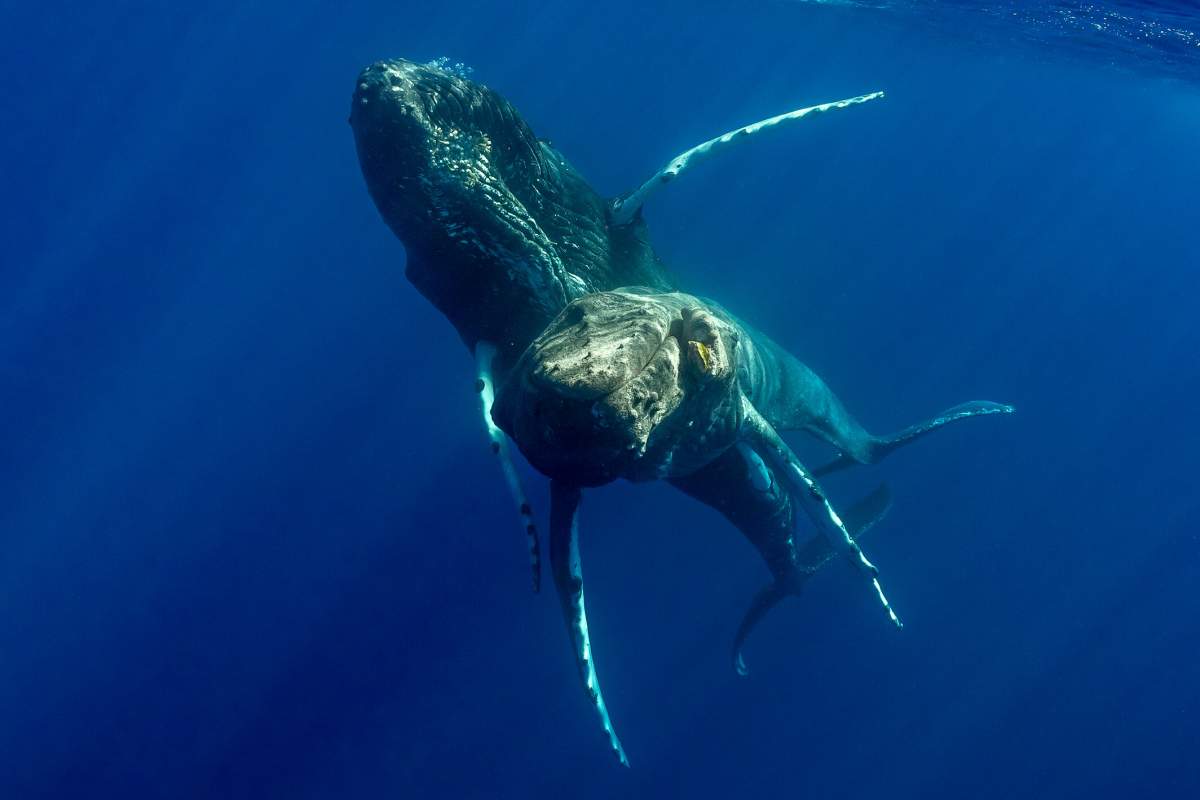 Two humpback whales. The larger whale, which is above, appears to be using one fin to 'hold' the whale on the bottom.