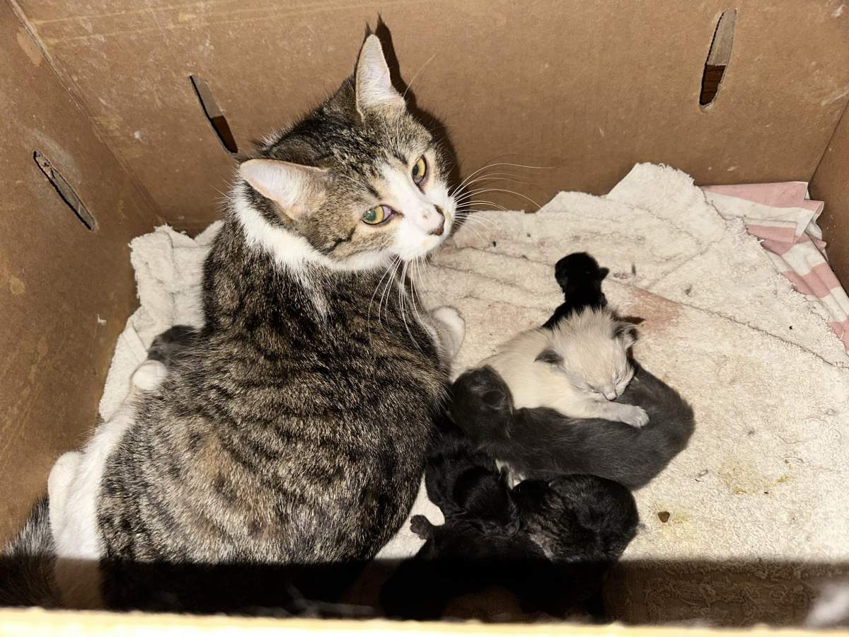 Intake of 200-plus cats, kittens will impact resources: BC SPCA - image