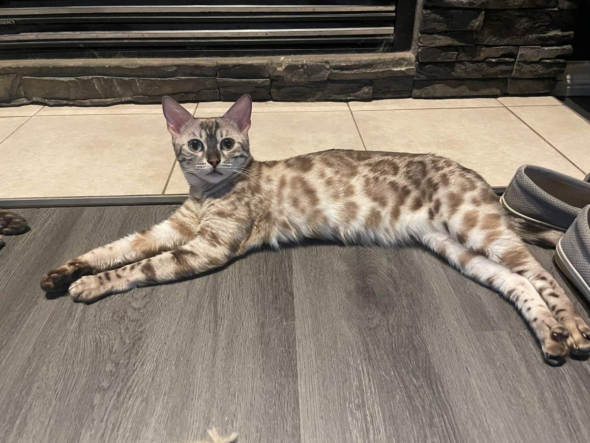 Angela Manhard ran a breeding and show cat business called Beaumont Bengals.