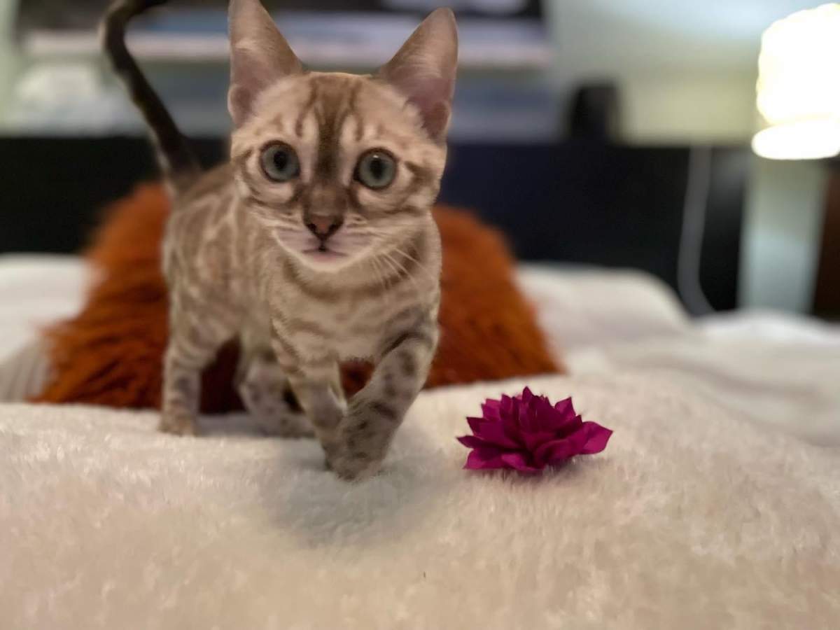 Angela Manhard ran a breeding and show cat business called Beaumont Bengals.