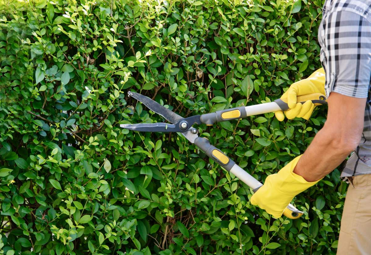 Trimming hedge