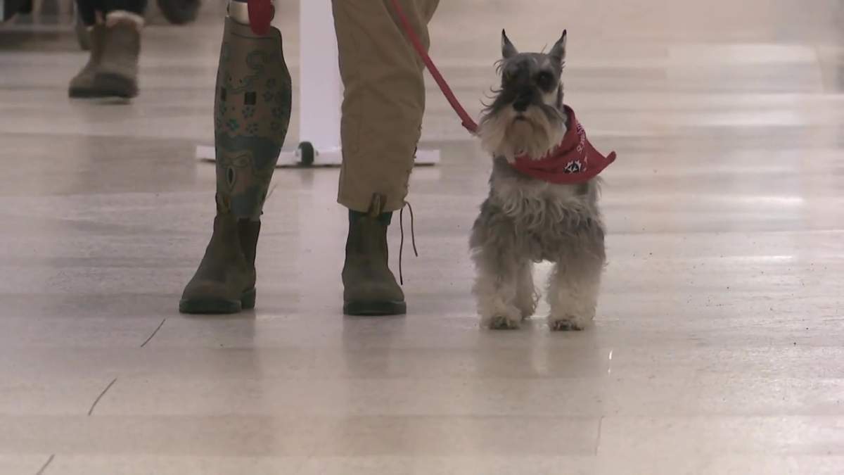 Mini Schnauzer Ziggy next to his owner's artificial leg.