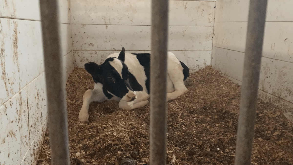 There are more than 100 heads of cattle and 3,400 chickens on the farm.