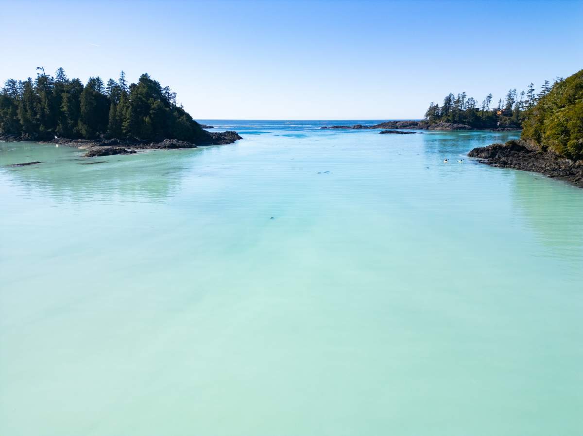 A look at the herring spawn off the coast of Vancouver Island - turning the water a stunning blue.