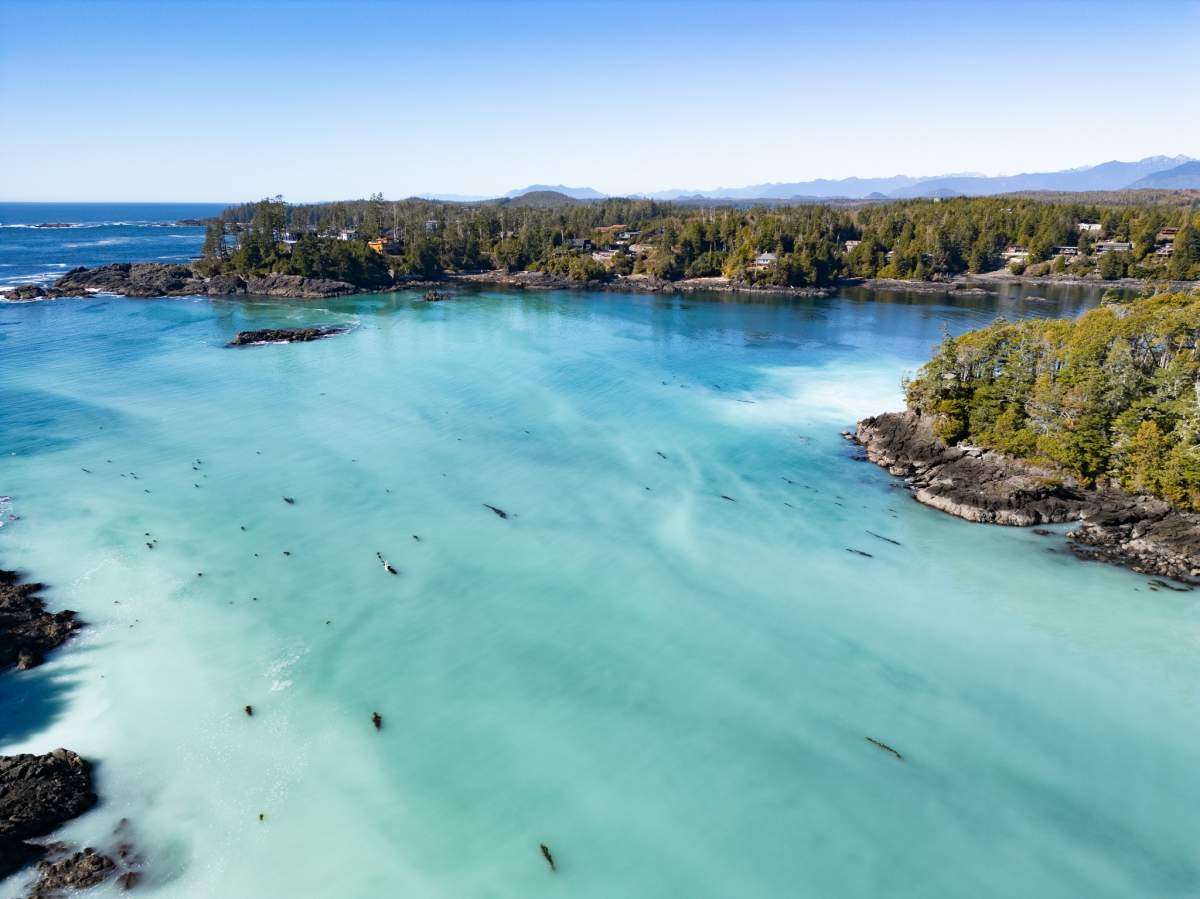 A look at the herring spawn off the coast of Vancouver Island - turning the water a stunning blue.
