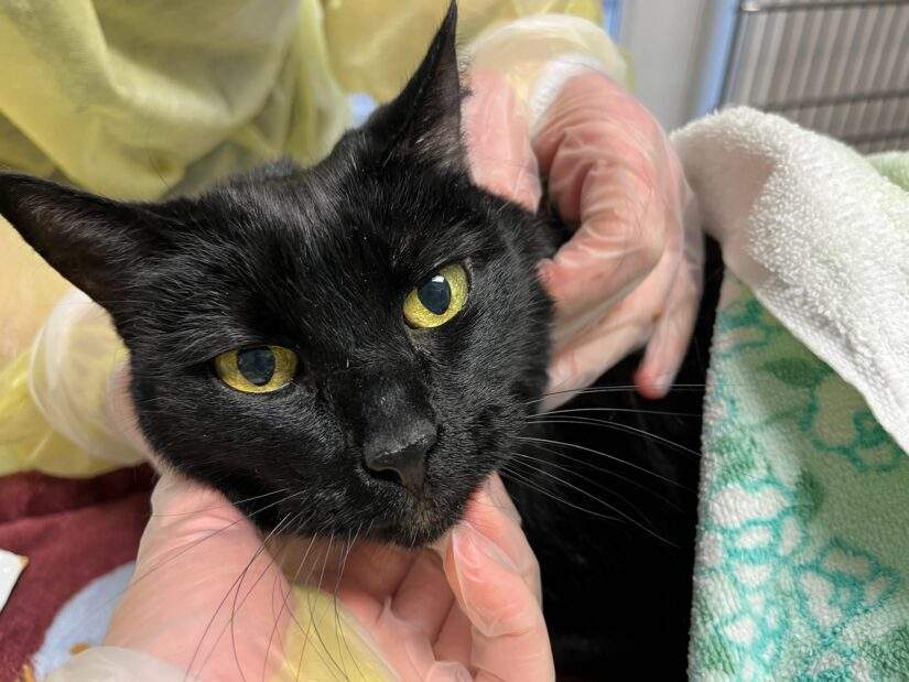 One of nearly two dozen cats seized from a Delta home.