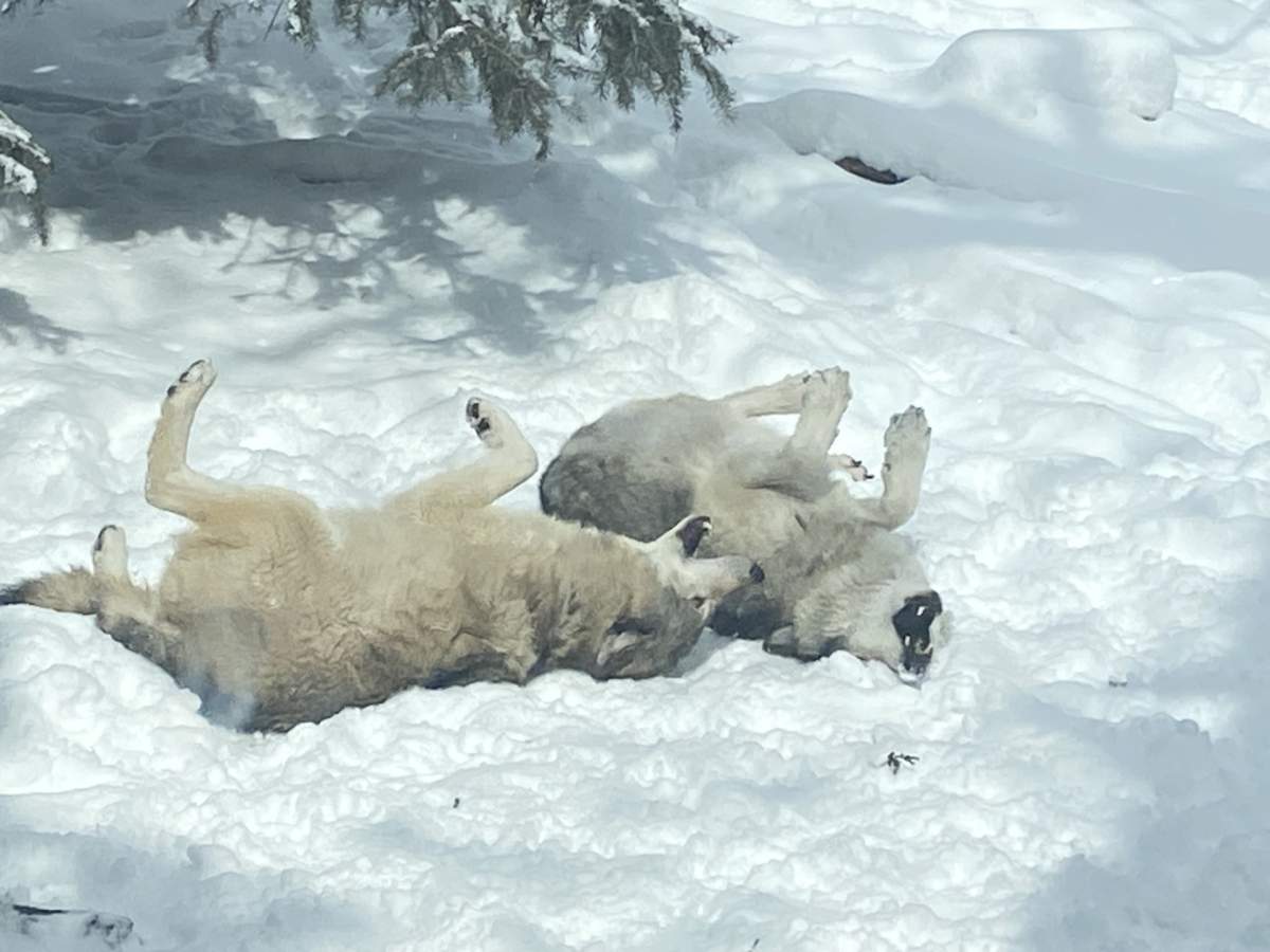 Grey wolves are pictured enjoying the fresh snow at the Calgary Zoon on March 21, 2024.