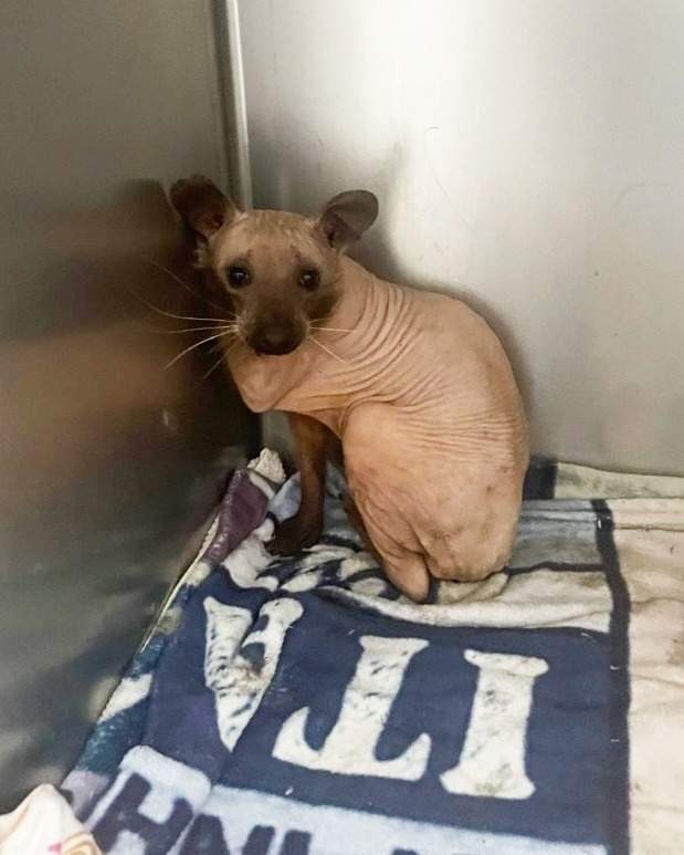 Rufus hairless raccoon at Hope for Wildlife rehabilitation centre