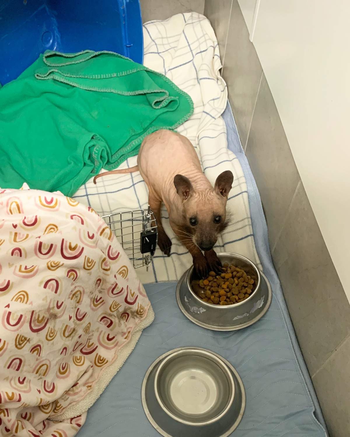 Rufus hairless raccoon at Hope for Wildlife rehabilitation centre