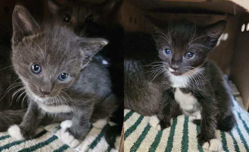 Two kittens seized from a home in Delta due to unsanitary conditions.