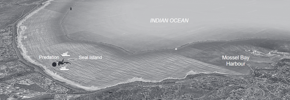 A black and white map showing where the predation occured in Mossel Bay. It is between two boats, relatively close to the shore,