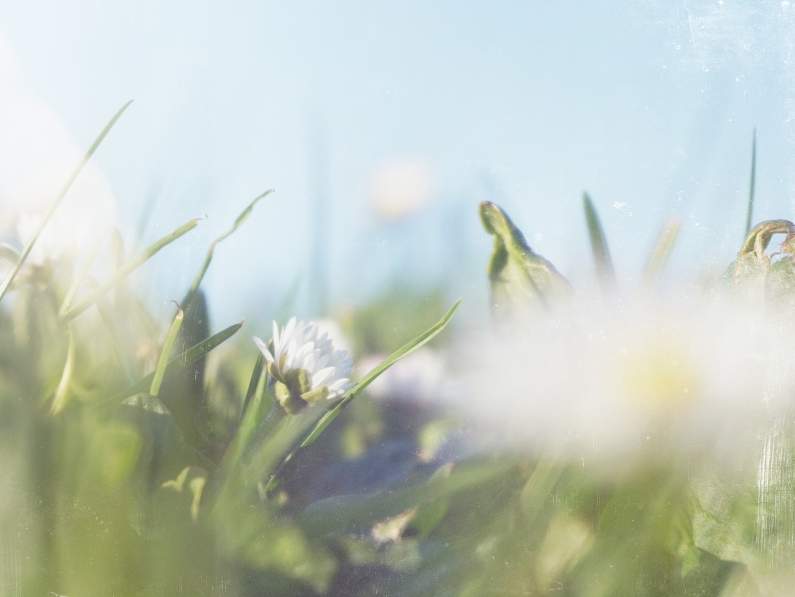 spring lawn