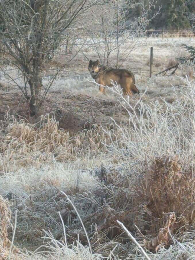 Trevor Hocking snapped this photo of the wolf dog on his phone after his dog was attacked.