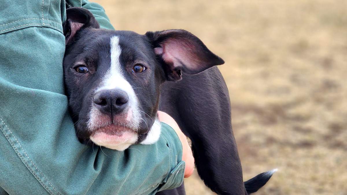 Four-month-old Ross is up for adoption at the Edmonton