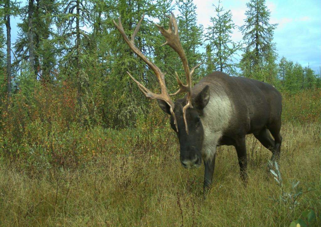 A caribou moves through the Algar region of northeastern Alberta in September 2017 in a handout photo. 