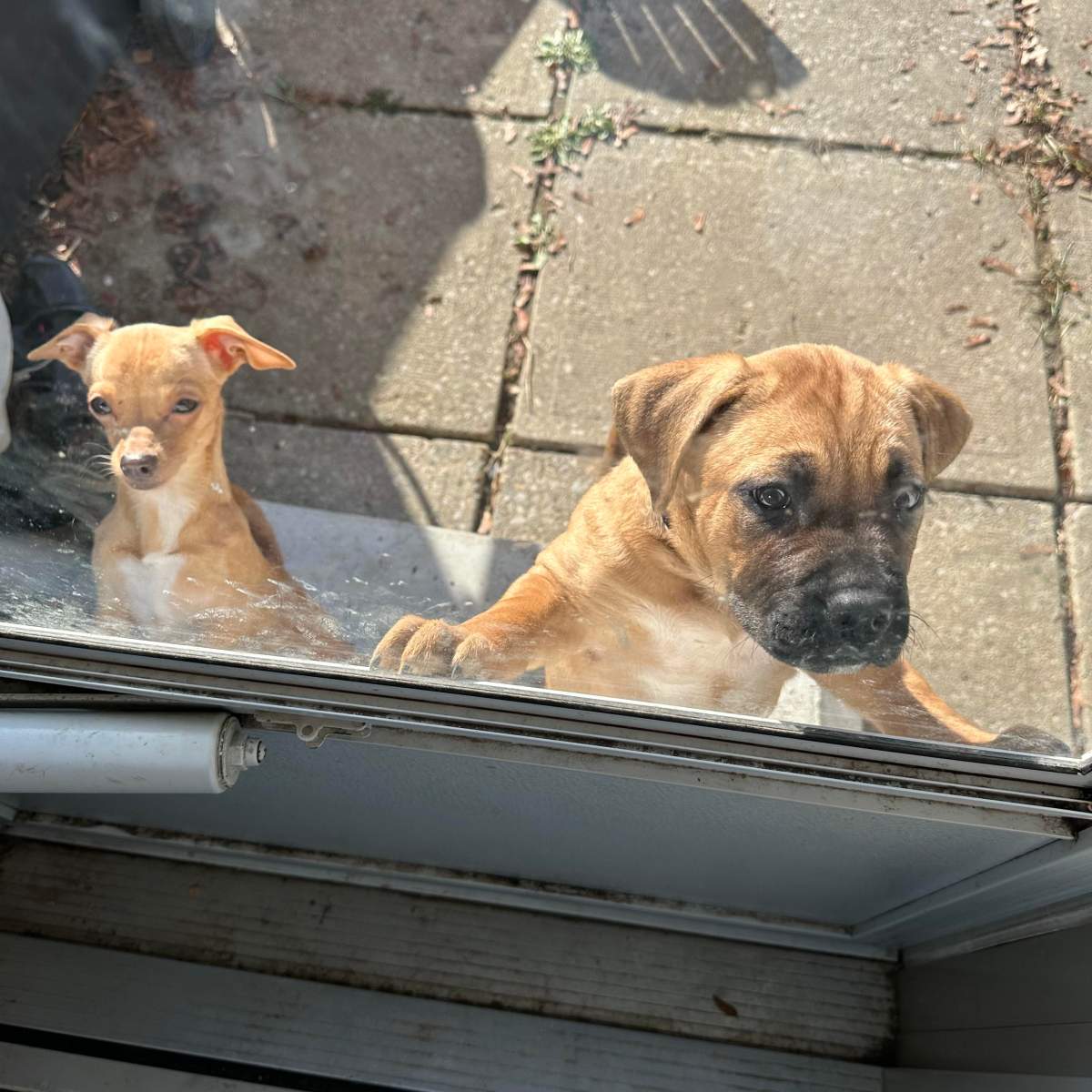 Two dogs waiting at a back door on a sunny day.