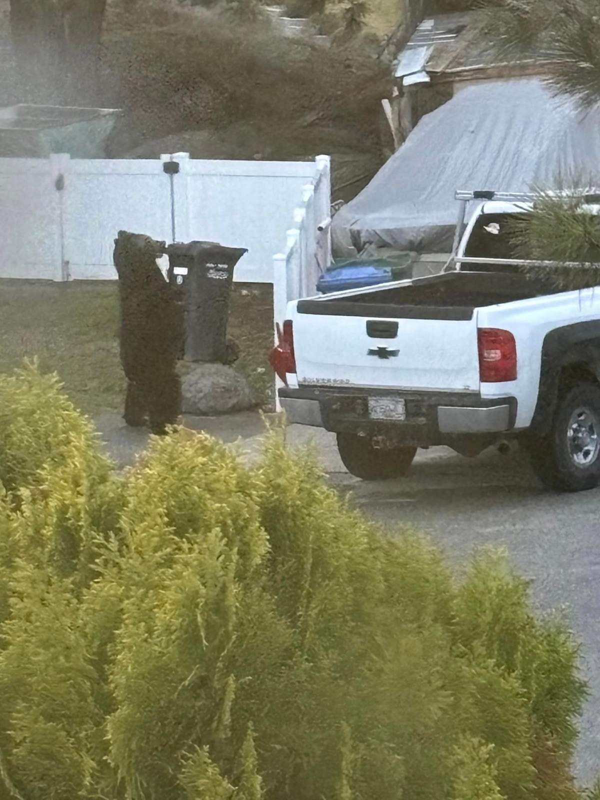 Summerland Bear Photo